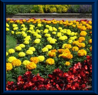 Bedding Plants