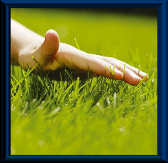 Lawn Care