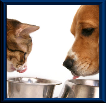 Pet Care